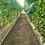 Agriculture Equipment Greenhouse Accessories Vertical Farming  Super NFT Channel Growing System